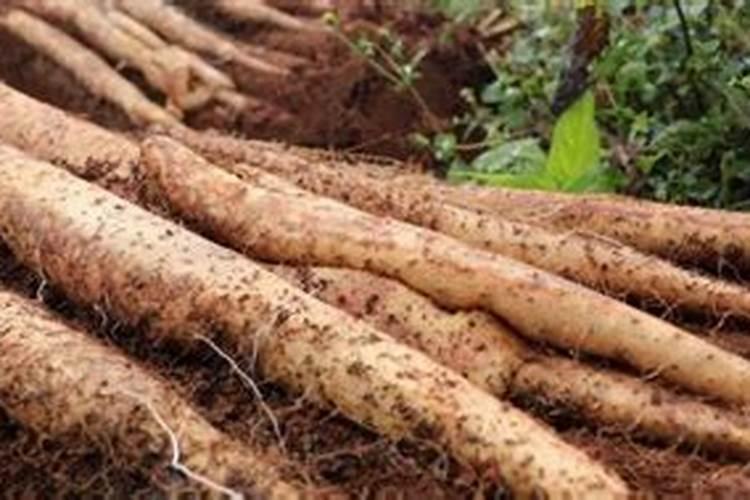 淮山的种植技术和栽培要点