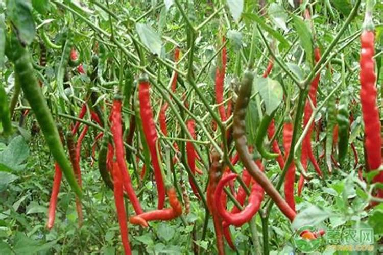 辣椒用什么肥料最好