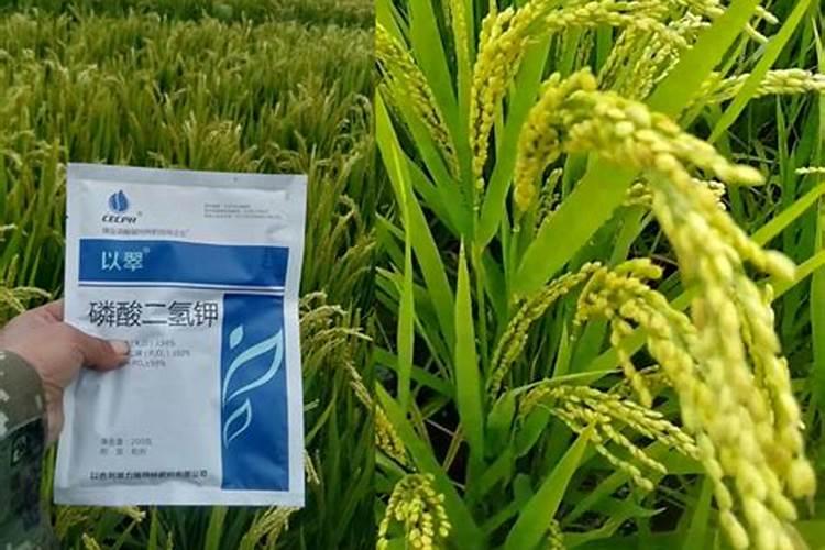 水稻应该施什么氮肥最好？