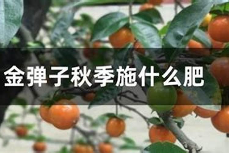 金弹子施什么肥最好