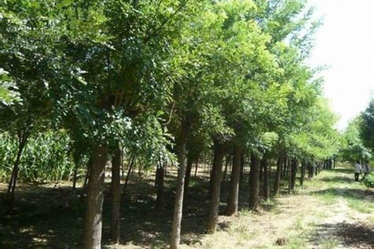 国槐施什么肥最好