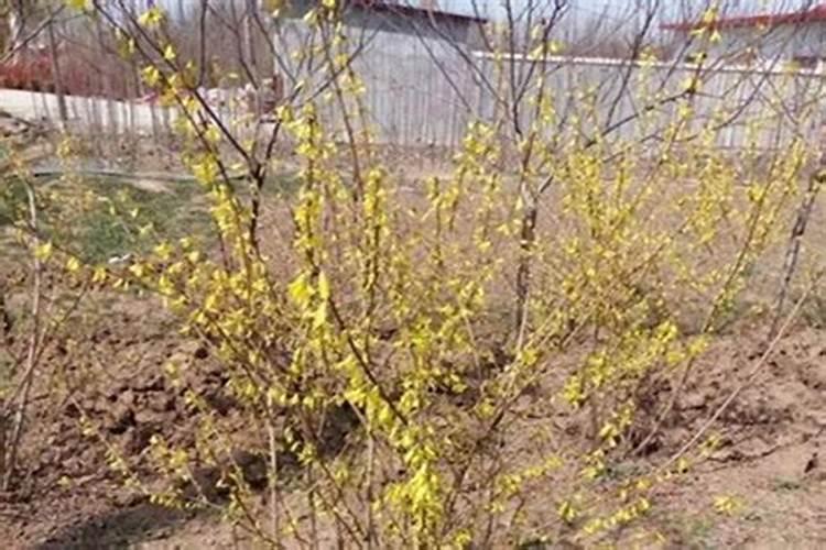 连翘冬天可以放室外吗