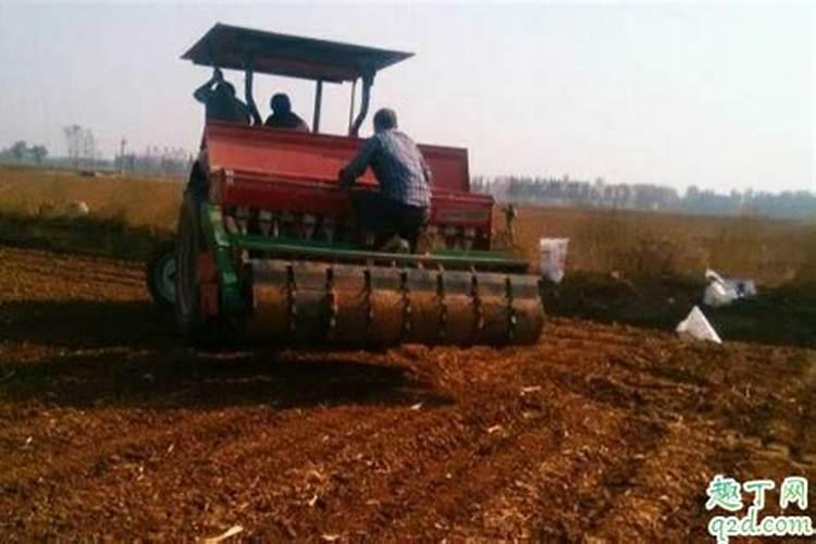 种小麦要深耕土壤吗 小麦免耕播种好不好