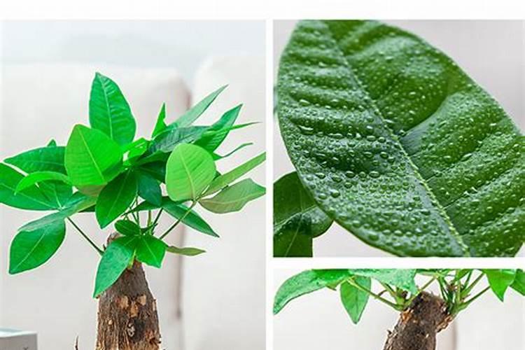 发财树营养液有毒吗？