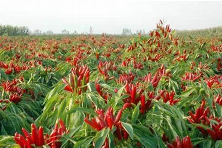 种过发财树的地能种植指天椒吗？