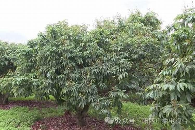 荔枝谢花后大量落果怎么办,如何处理？