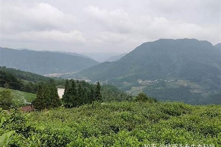 马总茶叶提产,全靠永春碳基肥效果棒