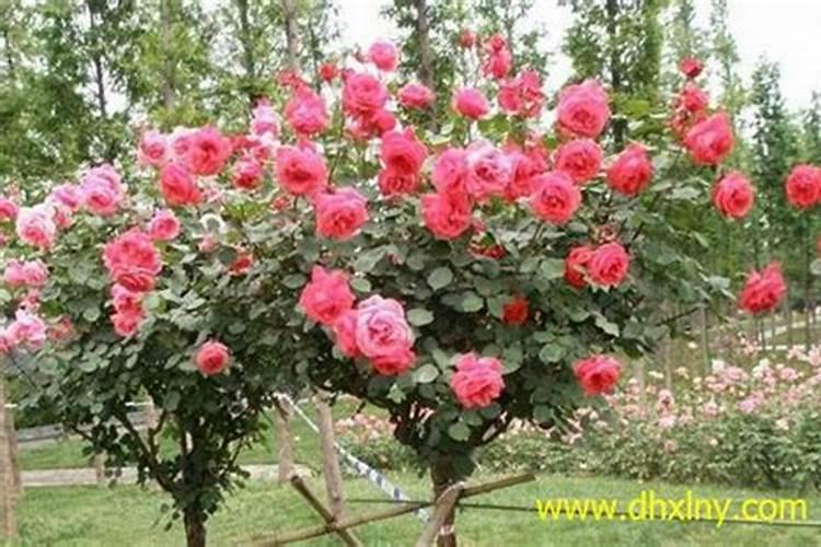 月季怎样喷施叶面肥？