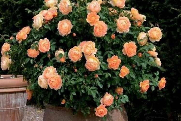 月季花可以用磷酸二氢钾肥吗(盆栽月季施什么肥最好)