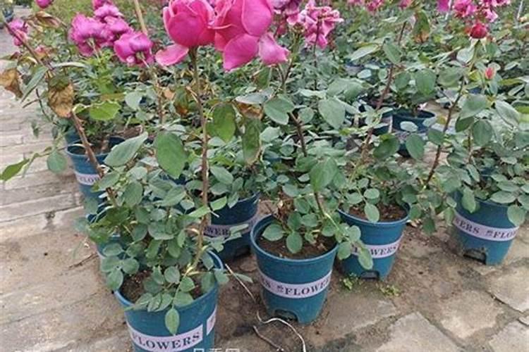 我的月季花的整个生长期该怎样施肥麻烦哪个大神告诉我一下？