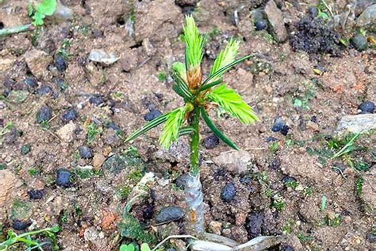 香榧树苗用什么叶面肥最好？