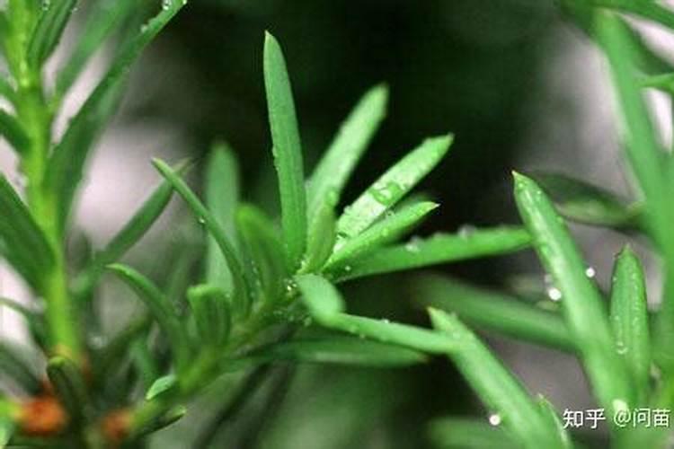 怎么辨别红豆杉树苗真假