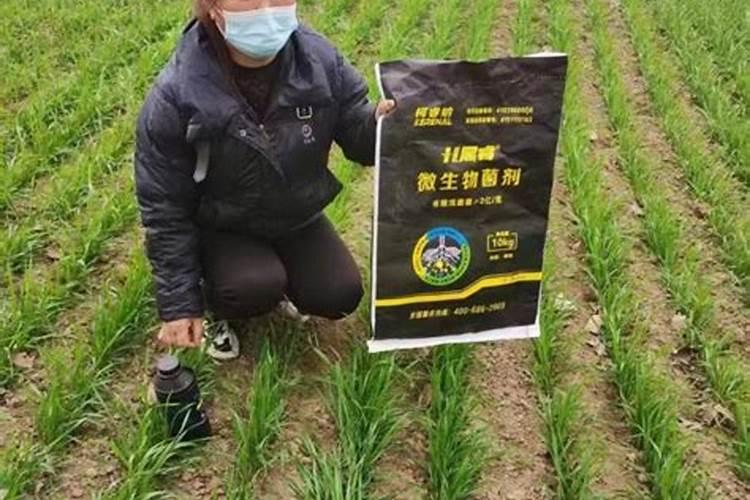 小麦控旺的最佳时期 小麦控旺药打多了怎么办
