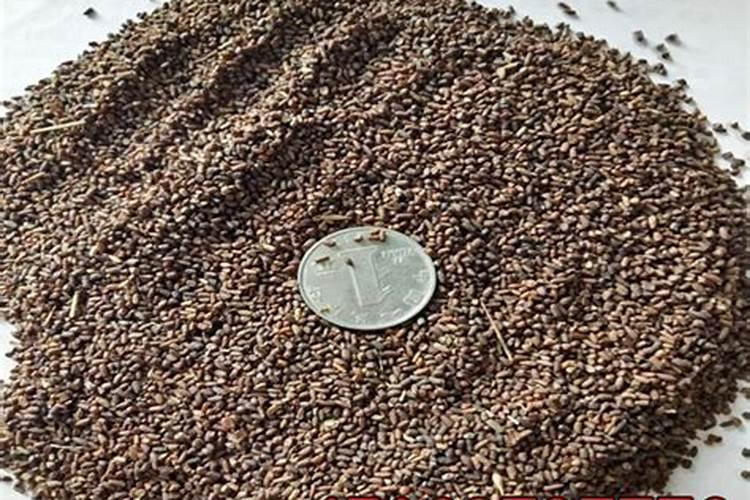 草籽用什么化肥长得快