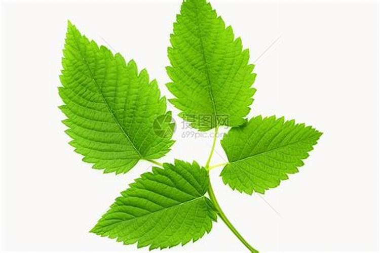 桑叶的叶子质地