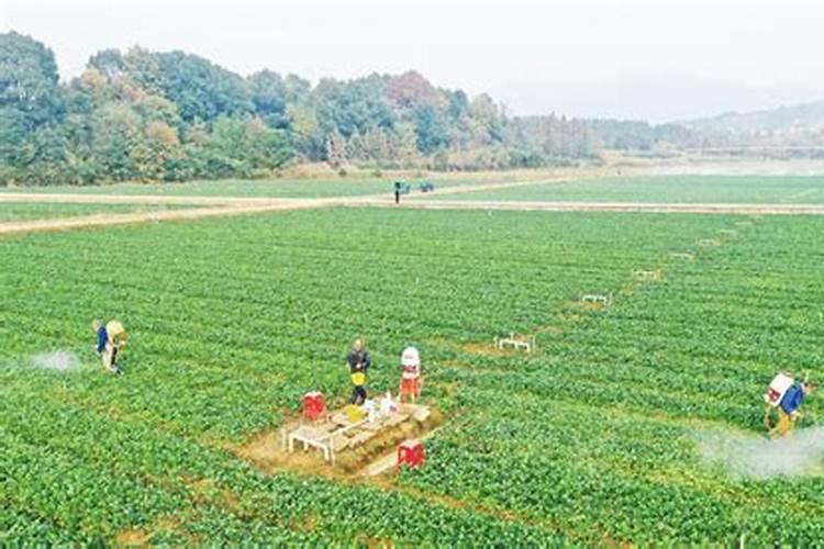 栽种八角想要增产增收,在施肥方面都有哪些注意事项？