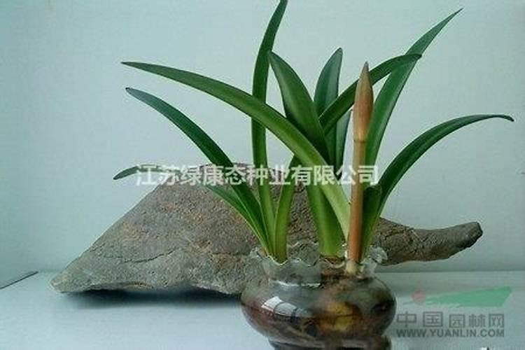 如何让朱顶红球茎变大