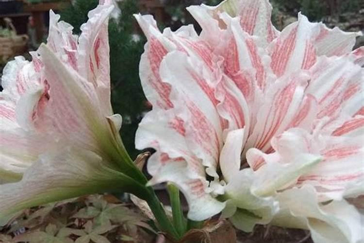 朱顶红为什么只长叶子不开花