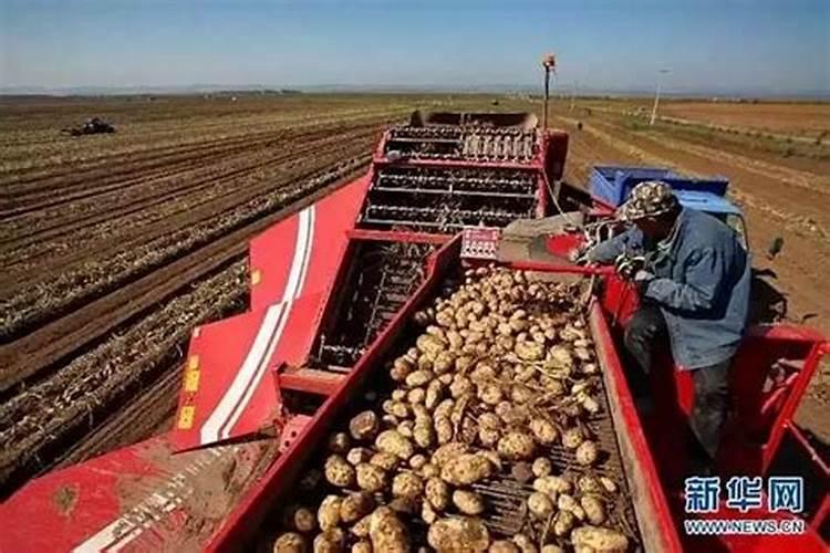 土豆受霜冻了用什么法子能最快恢复