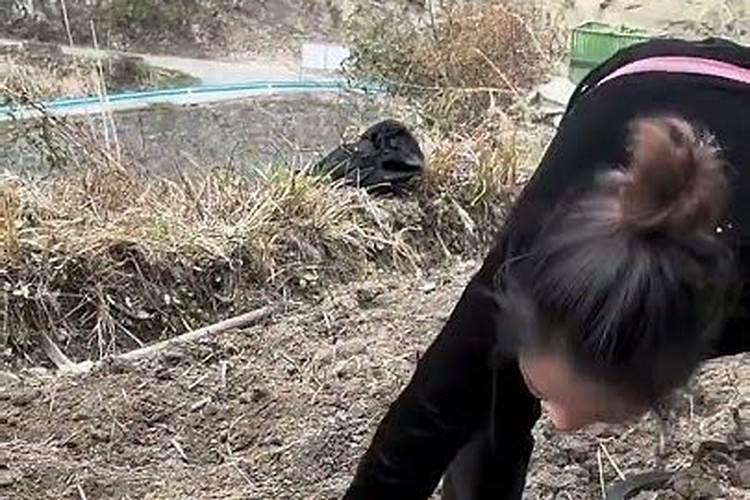 我家种的土豆但是这俩天降温冻了应该怎么办