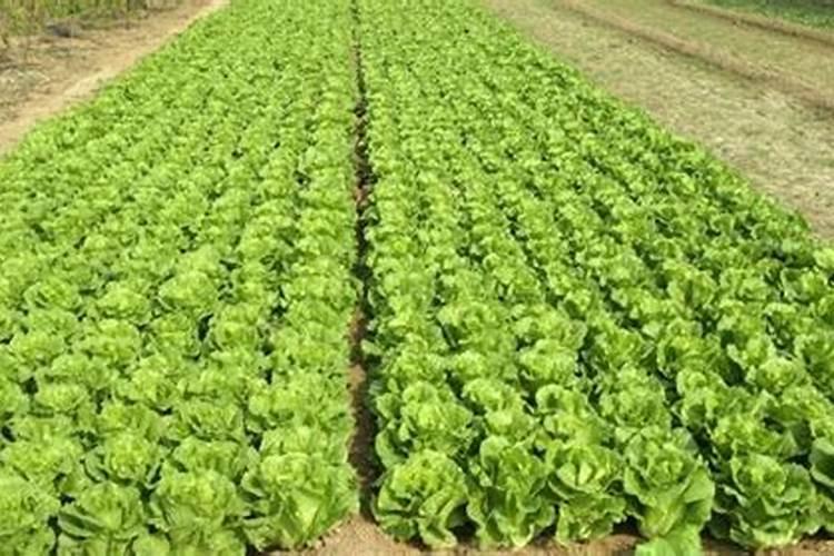 生菜叶片发黄可以喷施蔬菜叶面肥吗