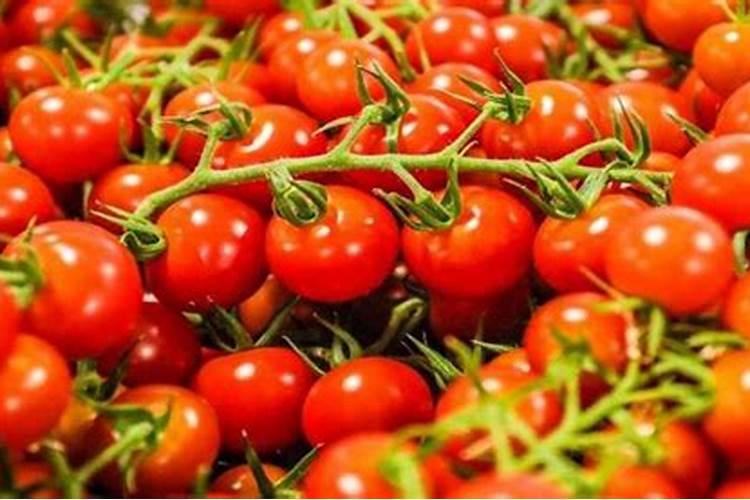 西红柿用什么叶面肥比较好