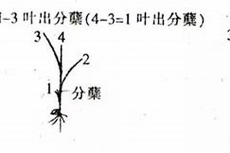 叶龄余数2.5的时候追施氮肥的作用和原则