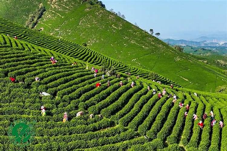 安吉白茶的种植技术有哪些？