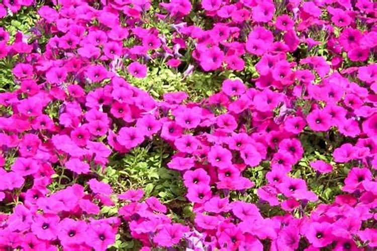 矮牵牛施肥时间和方法