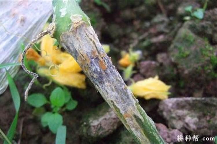 黄瓜蔓枯病用什么药好？谢谢!