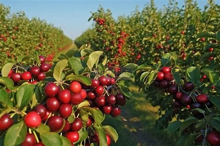 不适宜在哪些地方建樱桃园呢？大樱桃如何管理才高产？