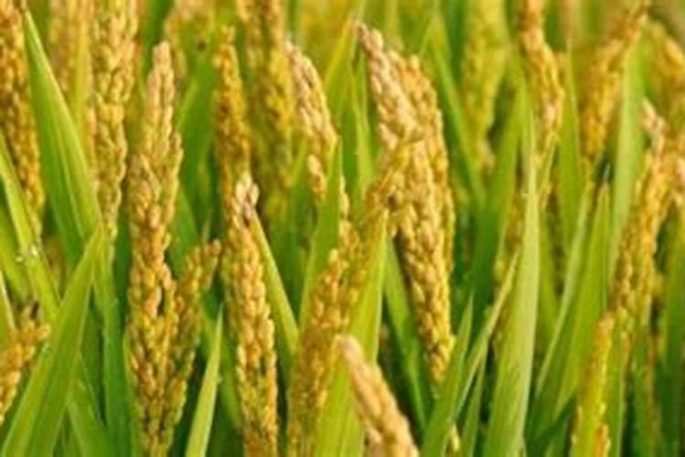 水稻什么时候施钾肥,钾肥对水稻的作用