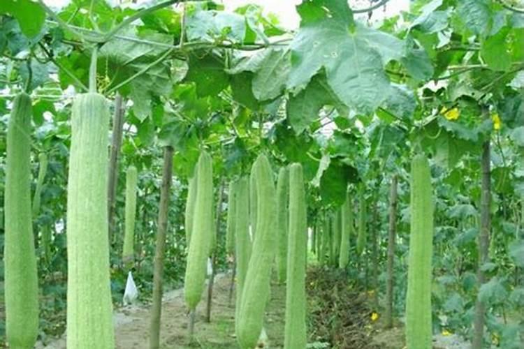 丝瓜吸收少量的磷和钾,可以加快丝瓜生物体的生长吗？