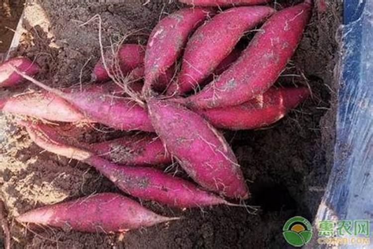 红薯钾肥高产技术与管理