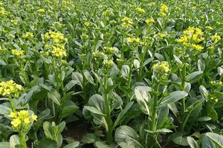 油菜如何喷施硼肥？油菜施硼肥注意事项？