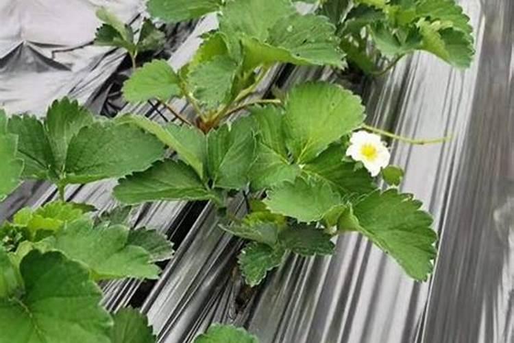 草莓用什么水溶肥好？看了这篇文章就知道了!