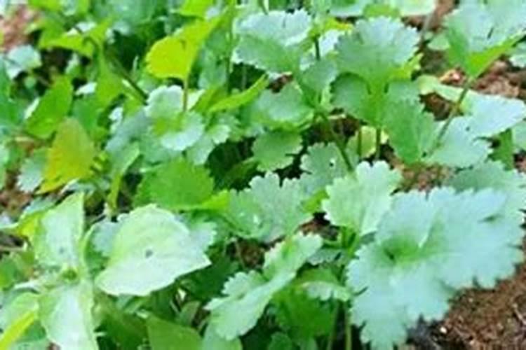 种香菜的土用钾肥行吗？