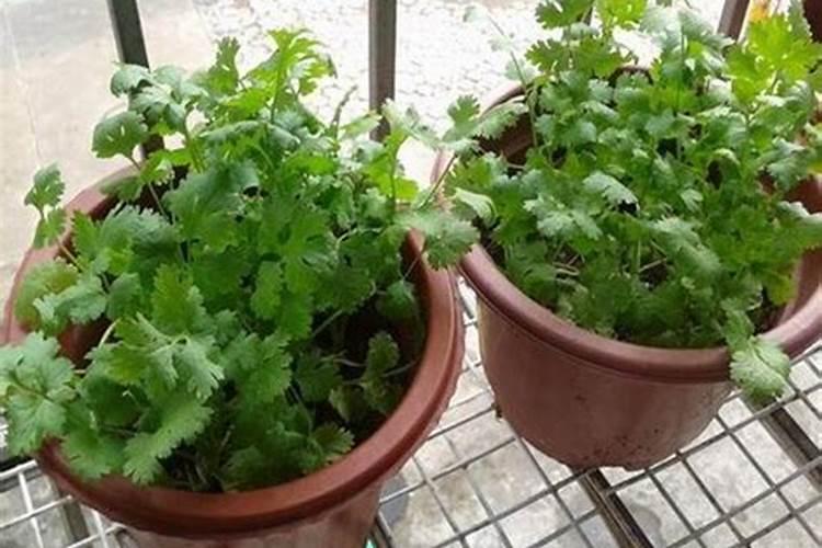 种香菜用什么肥料最好