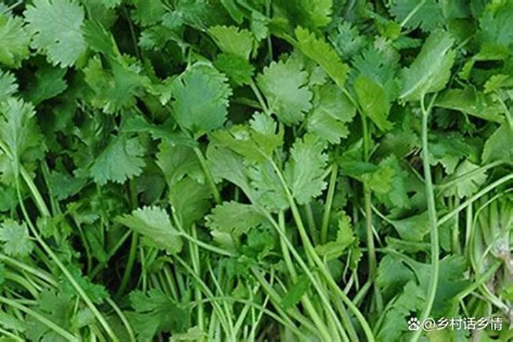香菜用什么肥料最好