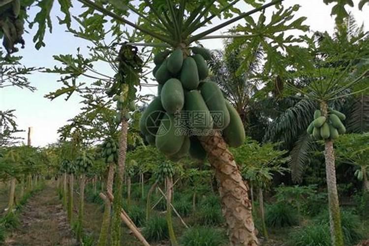 木瓜种植六七月份要注意什么