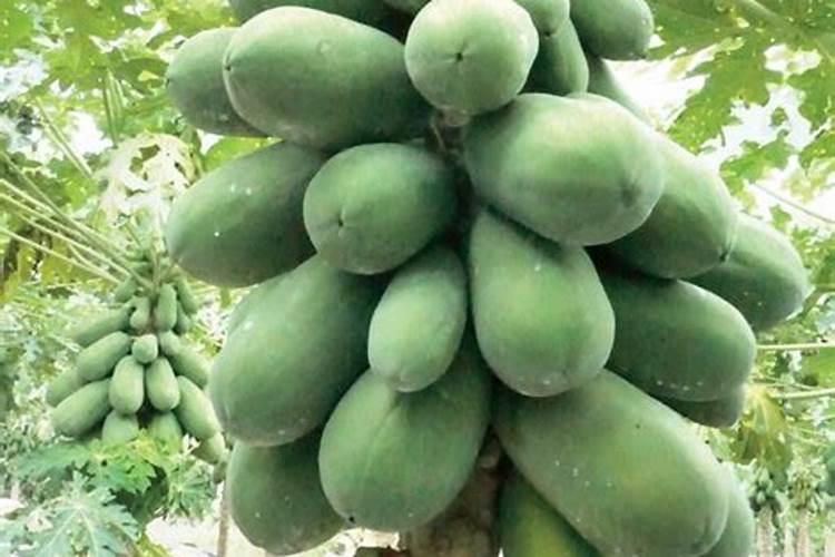 怎样种木瓜产量高(木瓜高产种植管理方法与栽培技术要点)