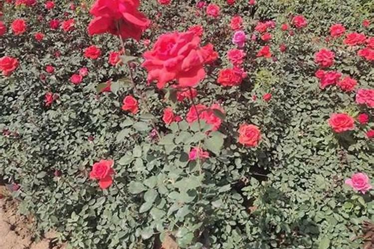 月季不开花只长叶子怎么办