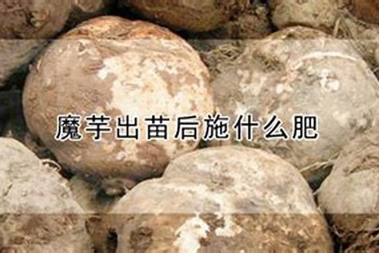 魔芋出苗后施什么肥