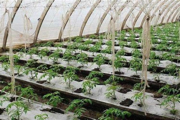 冬季青菜施肥方法 冬季青菜怎么施肥