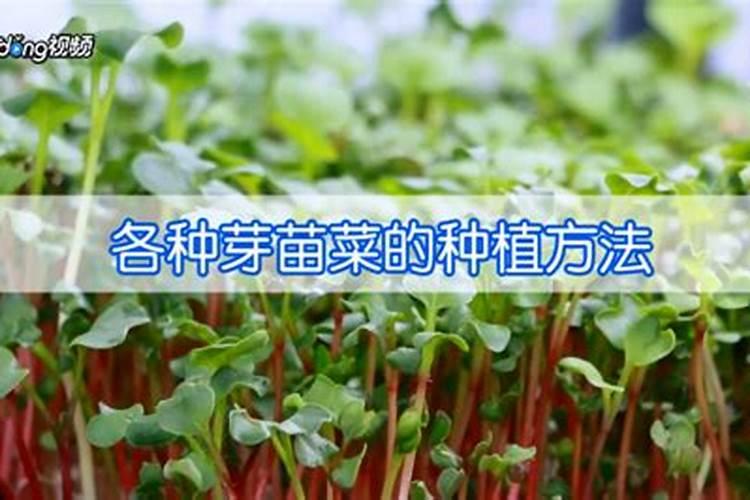 #经验分享官#小青菜种植施肥方法和时间