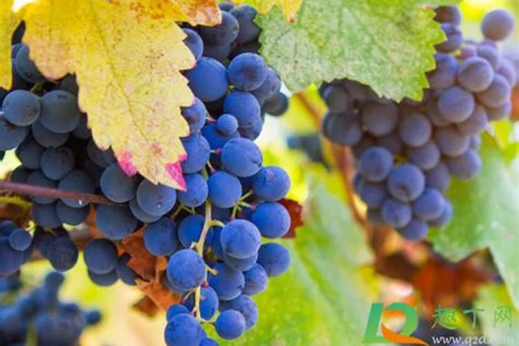 葡萄转色期用高磷肥能行不