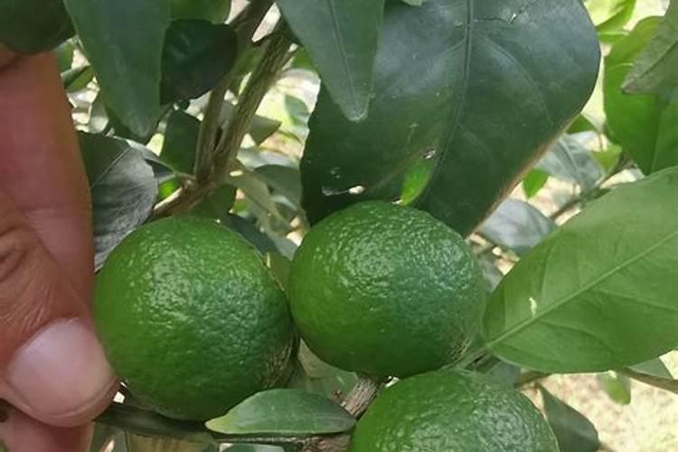 沃柑果子大小不均匀的原因