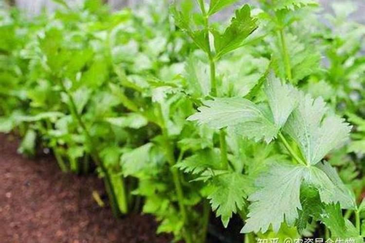 芹菜能冲高钾水溶肥吗？芹菜高产种植技巧