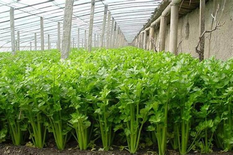 芹菜生长到什么时期喷施钾肥效果最好芹菜生长到什么时期啧施钾肥最好...