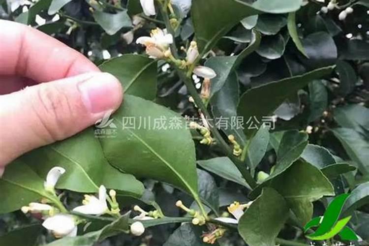 柑橘保花保果上什么肥料？柑橘保花保果喷什么叶面肥结果多？